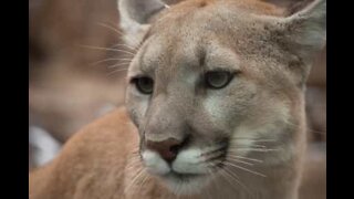 Quand un puma frappe à la porte!