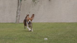 Beagle Freedom Project Rescues Nine Beagles From Laboratory In Nevada