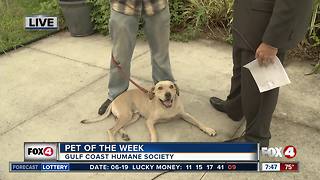 Pet of the Week: Mack