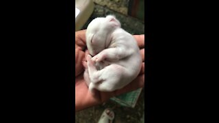 Baby rabbits was born one week