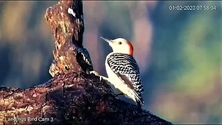 Breakfast With the Red Bellied Woodpeckers 🌲 01/02/23 07:55