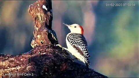 Breakfast With the Red Bellied Woodpeckers 🌲 01/02/23 07:55