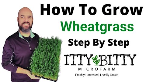 How to Grow Wheatgrass Step By Step Tutorial