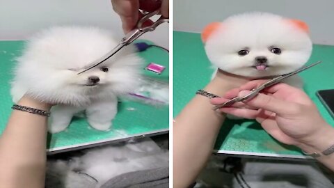 Cutest Puppy grooming