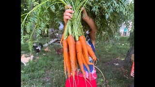 Carrot Picking Trick 🥕