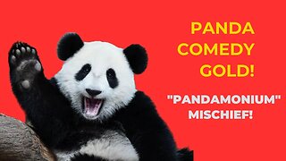 🐼 Panda Comedy Gold: Unleashing the Hidden Mischief of Pandas with Handlers! 😂 Funny Fuzziness!