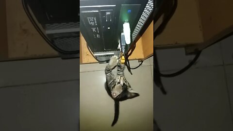 Cat playing with the CPU and USD drive.