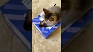Cat New Favorite Toy, Hiding In A Sandwich Box