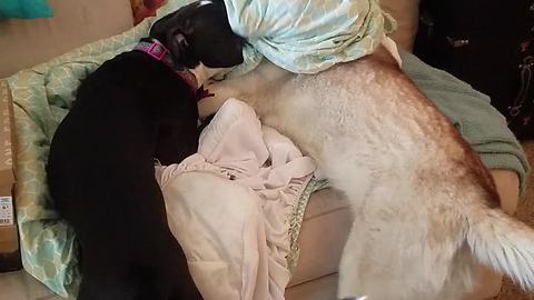 Detective Husky Goes Undercover, But Pit Bull Buddy Has Her Back