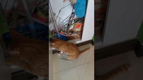 Cat choosing his toy