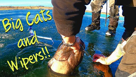 Ice Fishing for Big Catfish and Wipers! We Found 'em! #icefishing #flathead #wiperfishing #catfish
