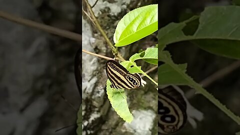 Butterflies love the camera #cahiligmountainresort #butterfly #boracay