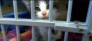 Liberty Conspiracy - US Pet Abandonment Skyrockets, Teaches Harsh Political Economic Lesson 10-24-22