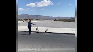 Nevada Highway Patrol stops traffic for geese