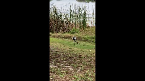 Baby Sand Hill crane takes first steps with mom and dad