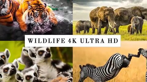 4K African Wildlife: Serengeti National Park, Tanzania - Scenic Wildlife Film With Real Sounds