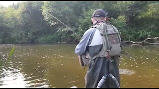 Grayling on the dry fly