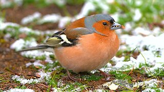 Colorful Common Eurasian Chaffinch Male with a Peanut