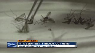 Mosquitoes ramp back up after late summer rain