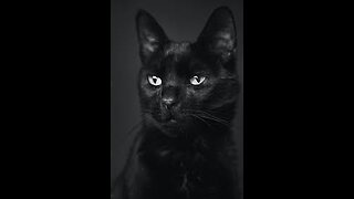 A cute black kitten