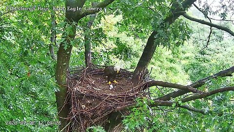 Hays Eagles Mom delivers a fish, waits, H20 finally in to claim! 07-02-2023 12:07pm