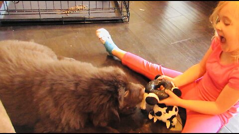 Giant Newfie puppy plays tug of war with toddler best friend
