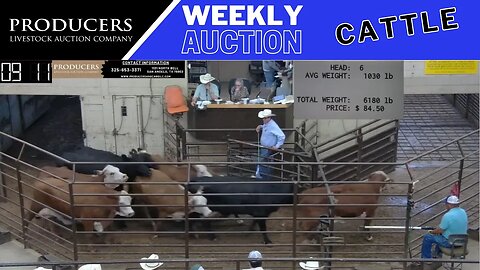 6/29/2023 - Producers Livestock Auction Company Cattle Auction