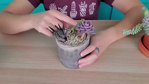 Succulent match-making -- finding succulents that work well together in arrangements
