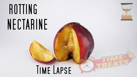 Rotting Decomposting Nectarine with Fruit Flies & Maggots - Timelapse