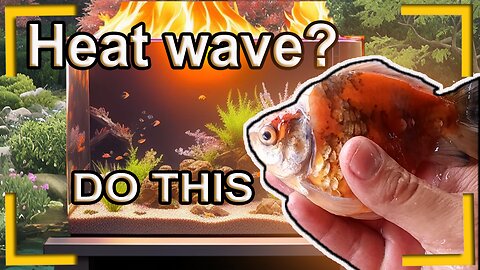 How to manage your goldfish during a heat wave