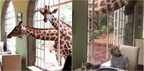 Des girafes prennent leur petit-déj avec les visiteurs de l'hôtel