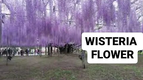 JAPAN NATIONAL FLOWER WISTERIA SHOOT DIRECT FROM FRANSISCA CAMERA !!!!