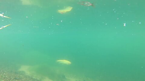 Golden Rainbow Trout with above and below water footage. **Palomino Trout**