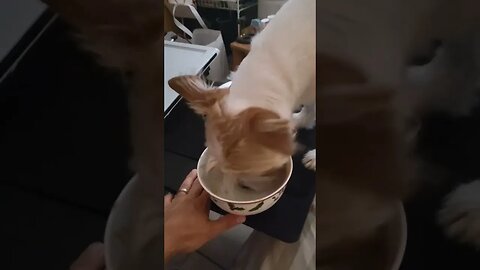 Mr Walter's always helping with the dishes 🐶 🍽 #doghelper #dishes #lifehacks