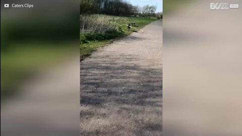 Cão corre com tronco gigante na boca