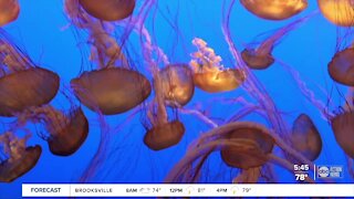 Jellyfish help experts identify the coronavirus in the air
