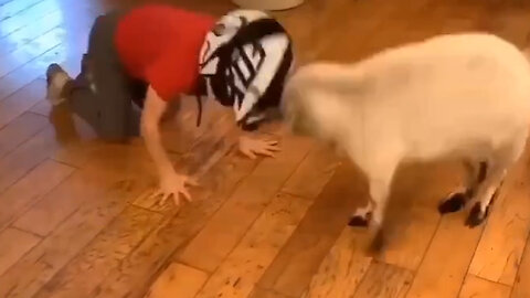 "Playful Duo: Boy and Goat Have Fun Headbutting!"