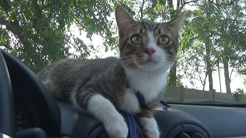 The Cat in the Car