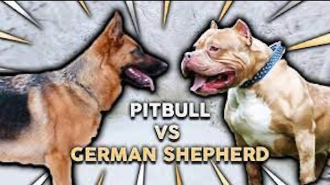 German Shepherd Attacks Pitbull in the Park!!