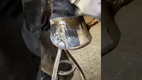 Finishing touch 👌🏼 #farrier #samdracottfarrier #satisfying #asmr #satisfyingvideos #horses #trendi