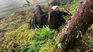 Two eagles crash into my deer fence.