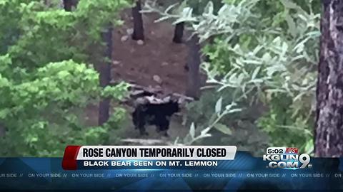 Rose Canyon closed because of black bear sighting