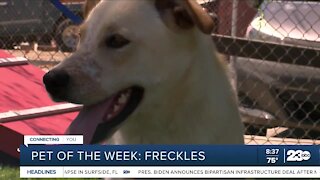 Pet of the Week: Freckles