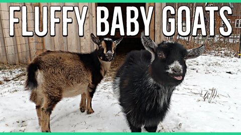 The Cutest Fluffy Baby Goats