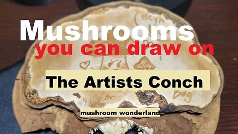 Mushrooms you can draw on: The Artists Conch