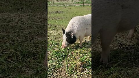 MUST SEE! Cute pig chomping on some grass (turn up the volume) #shorts