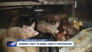 85 pigs found in "atrocious" conditions in Cattaraugus County