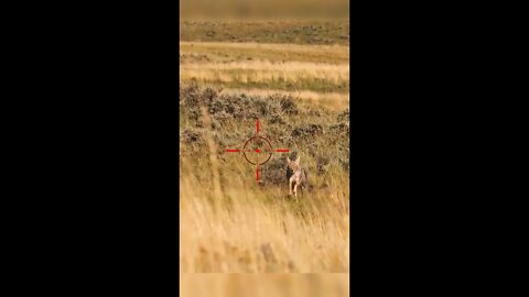 Hunting Coyotes #shorts #dogs #animals #hunter #058
