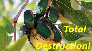 Biblical Beetle Plague DESTROYING our Crops! | Outdoor Sink Install | Aivituvin Catio Build