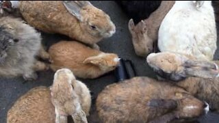 Centinaia di conigli vivono in un'isola chiamata Okunoshima